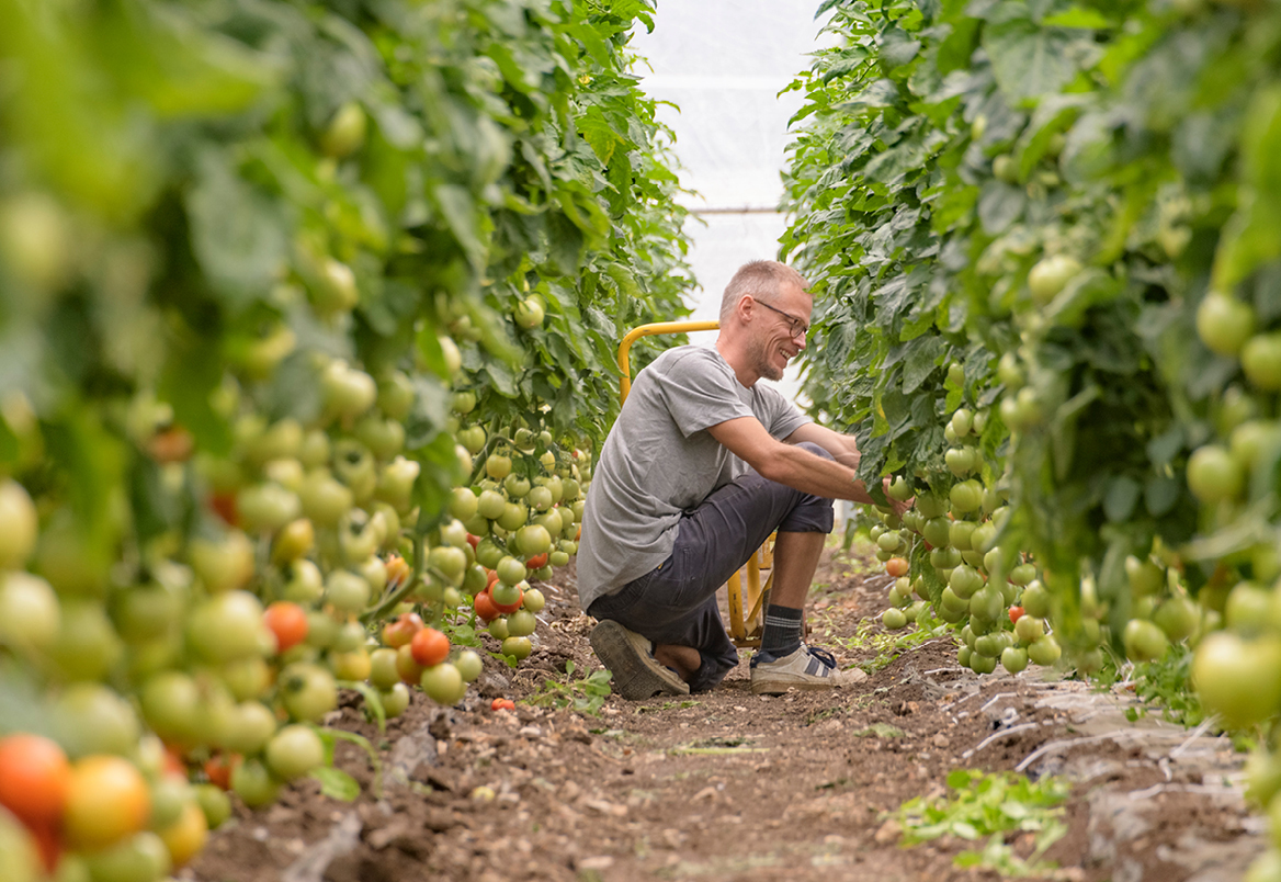 Logez Weber Bioprodukte Personenbild Tomatenernte