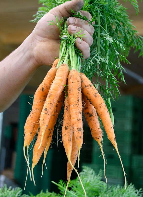 Logez Weber Bioprodukte Karotten