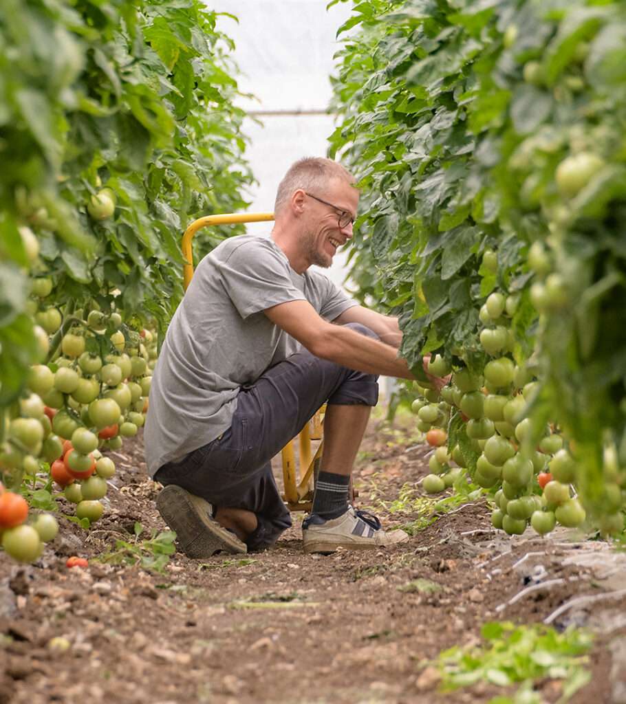 Logez Weber Bio Reportage: ein Mann erntet Tomaten in einem Gewächshaus