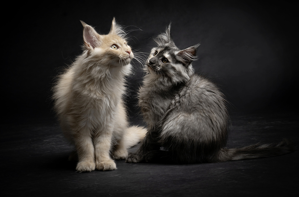 Website-1015x670px-Katzenfotografie-1