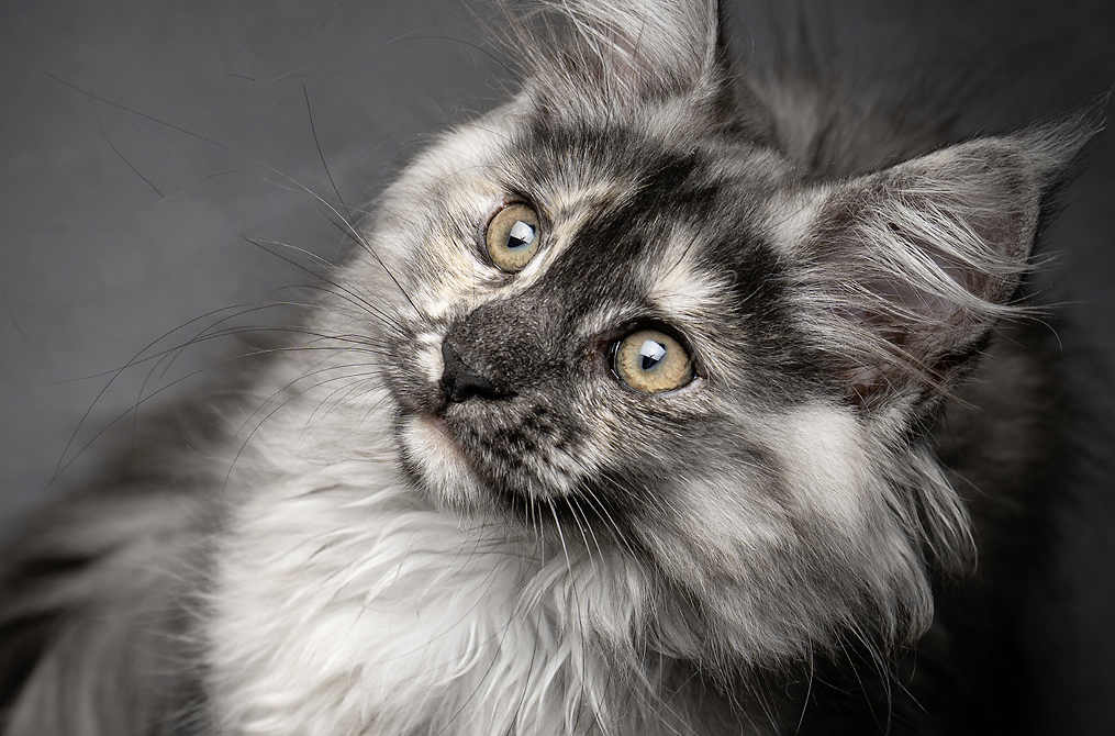 Website-1015x670px-Katzenfotografie-10