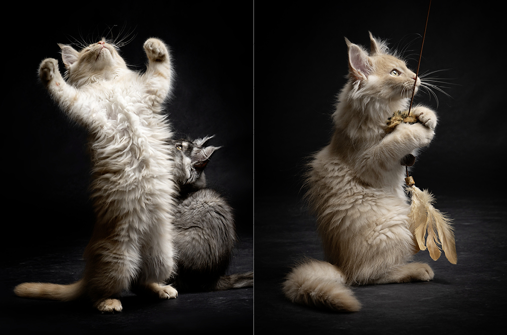 Website-1015x670px-Katzenfotografie-2