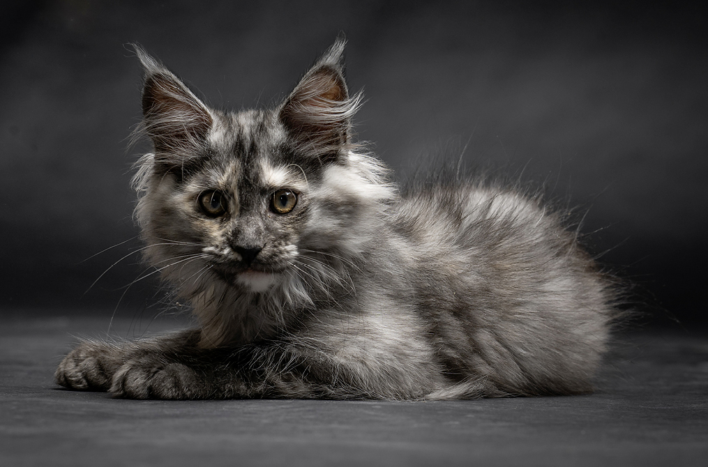 Website-1015x670px-Katzenfotografie-3