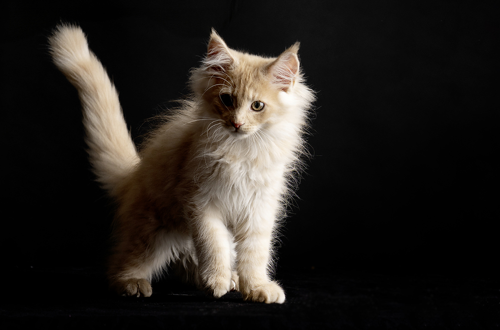 Website-1015x670px-Katzenfotografie-4