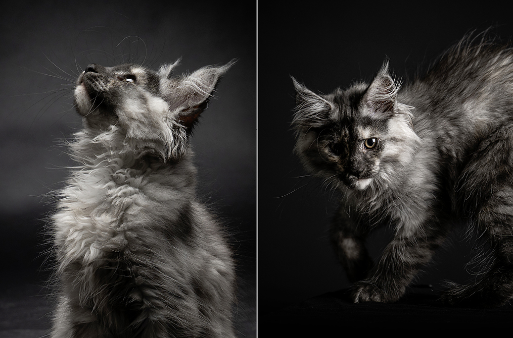 Website-1015x670px-Katzenfotografie-5