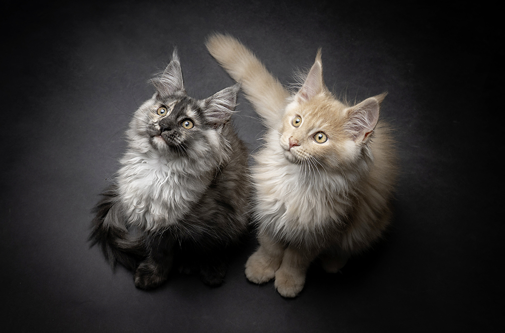 Website-1015x670px-Katzenfotografie-6