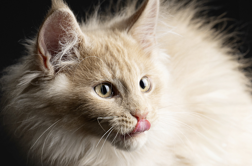 Website-1015x670px-Katzenfotografie-7