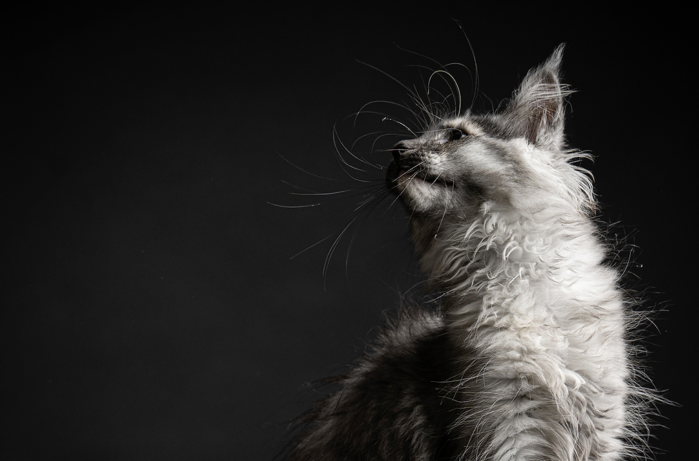 Website-1015x670px-Katzenfotografie-8