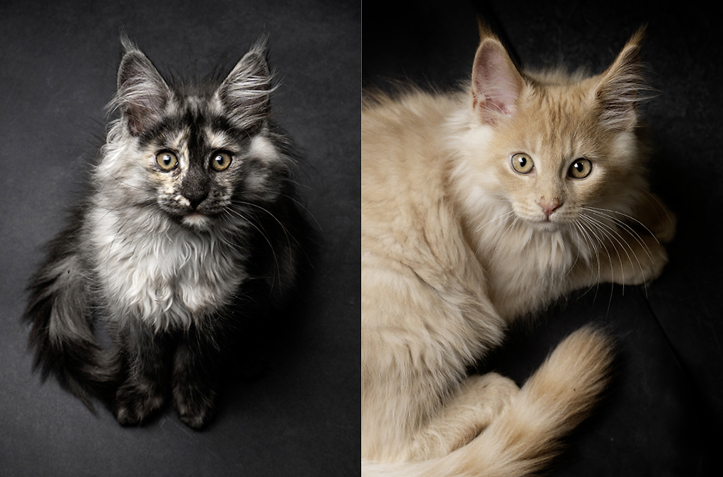 Website-1015x670px-Katzenfotografie-9